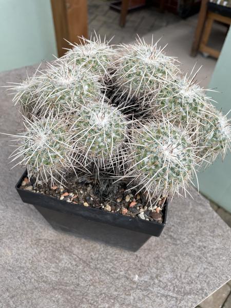 Mammillaria parkinsonii